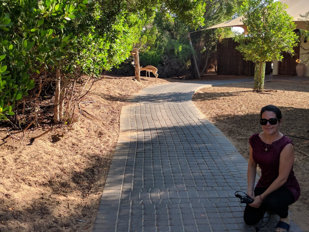 Walking around the resort trying to take a photo with a Gazelle