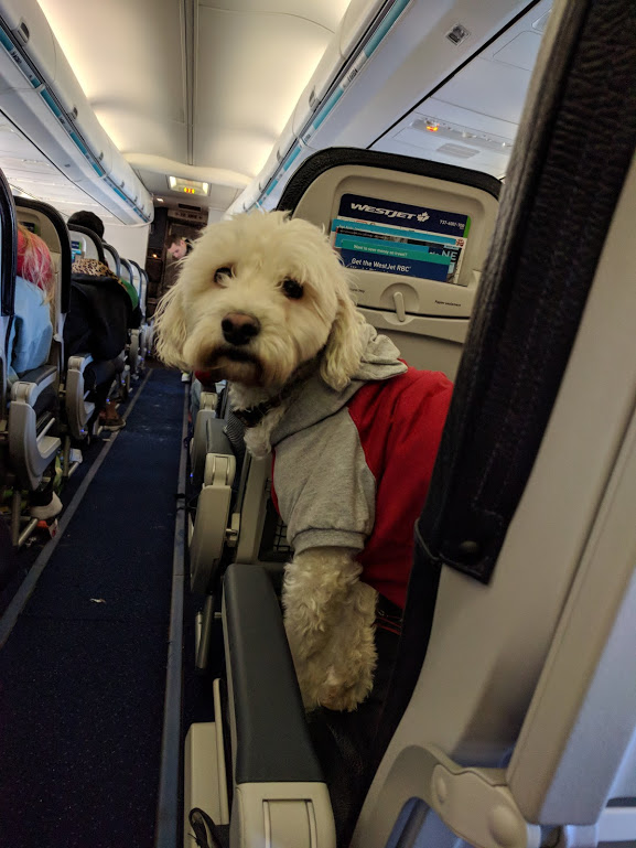 Puppy on WestJet