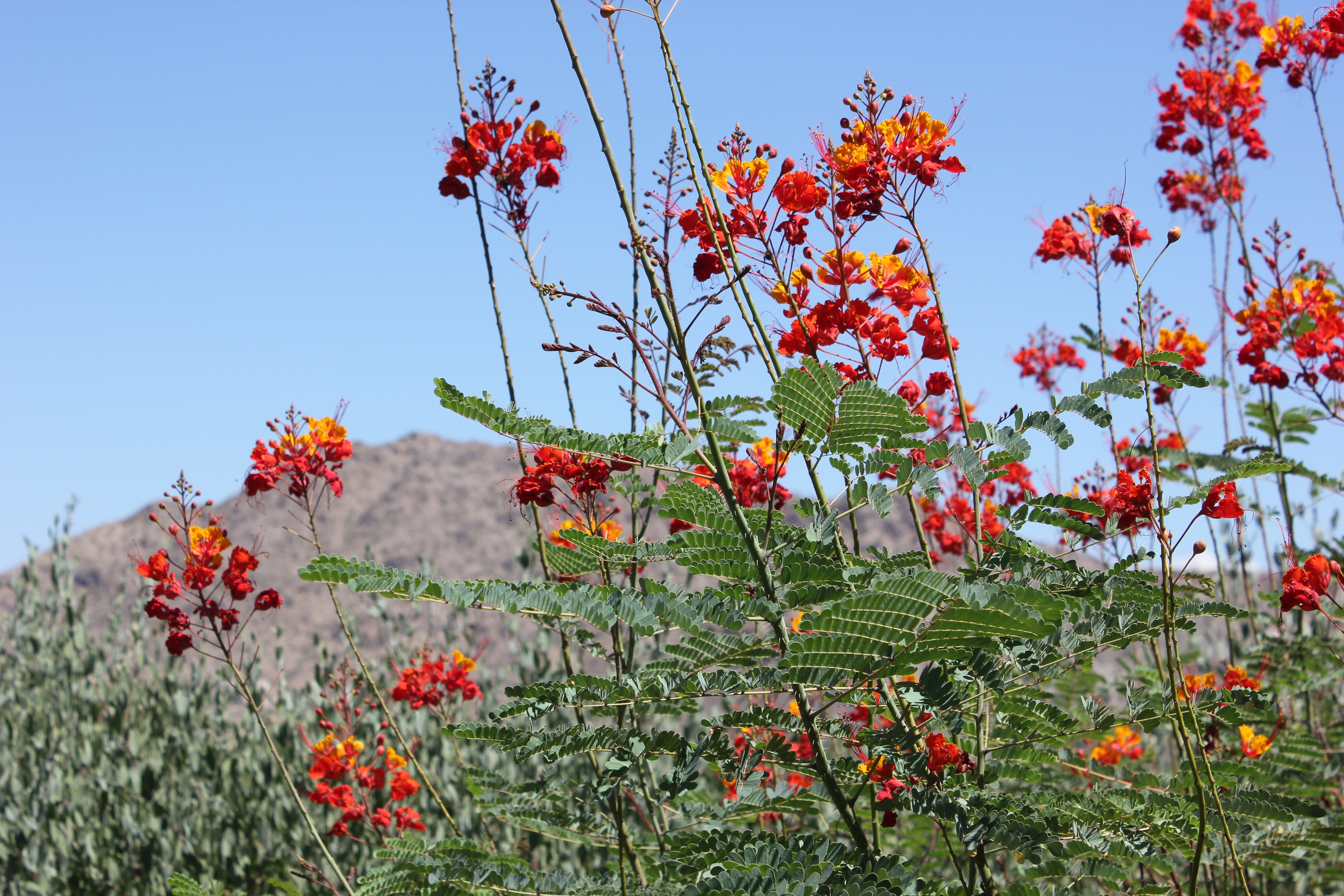 Desert flowers at The Sanctuary Camelback Resort