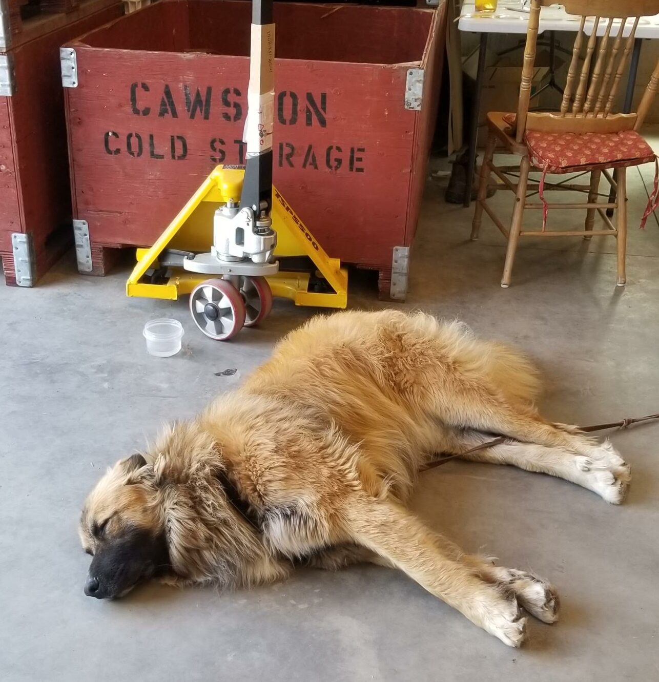 Puppy at Creek Gully