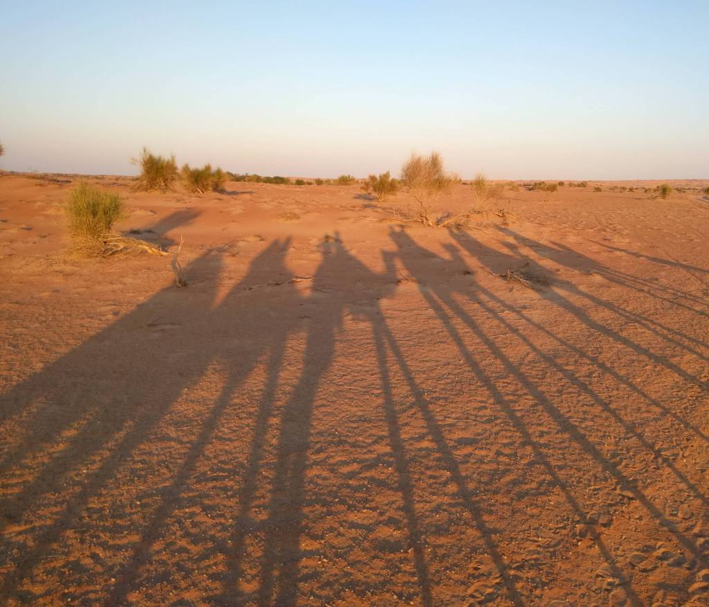 Shadows of the camels in the desert