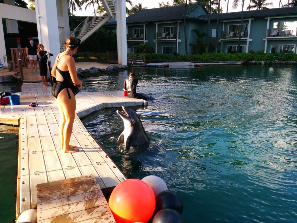 Atlantic bottlenose dolphins at The Kahala