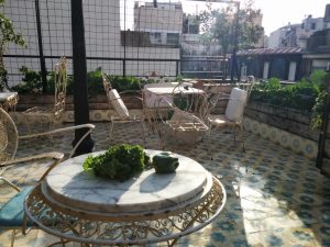 Poetry Building: Ellie's Garden where we picked kale and green pepper to use in a salad. One must always massage kale on vacation!