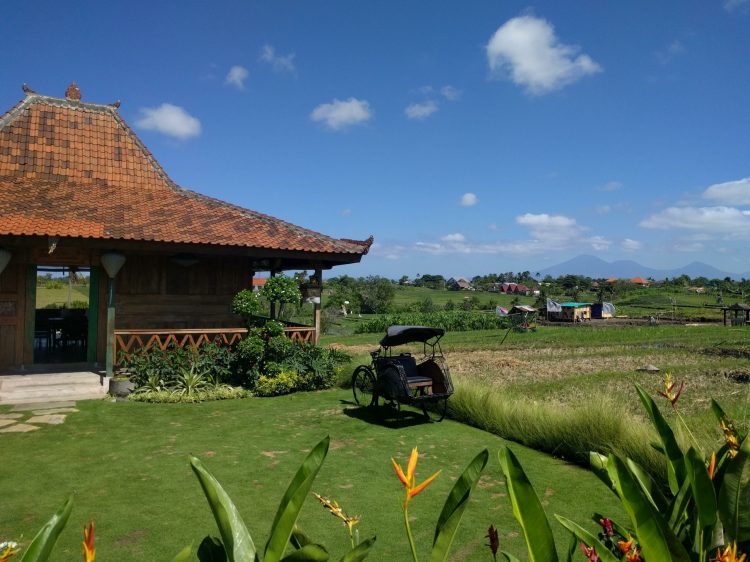 Rice field in Canggu