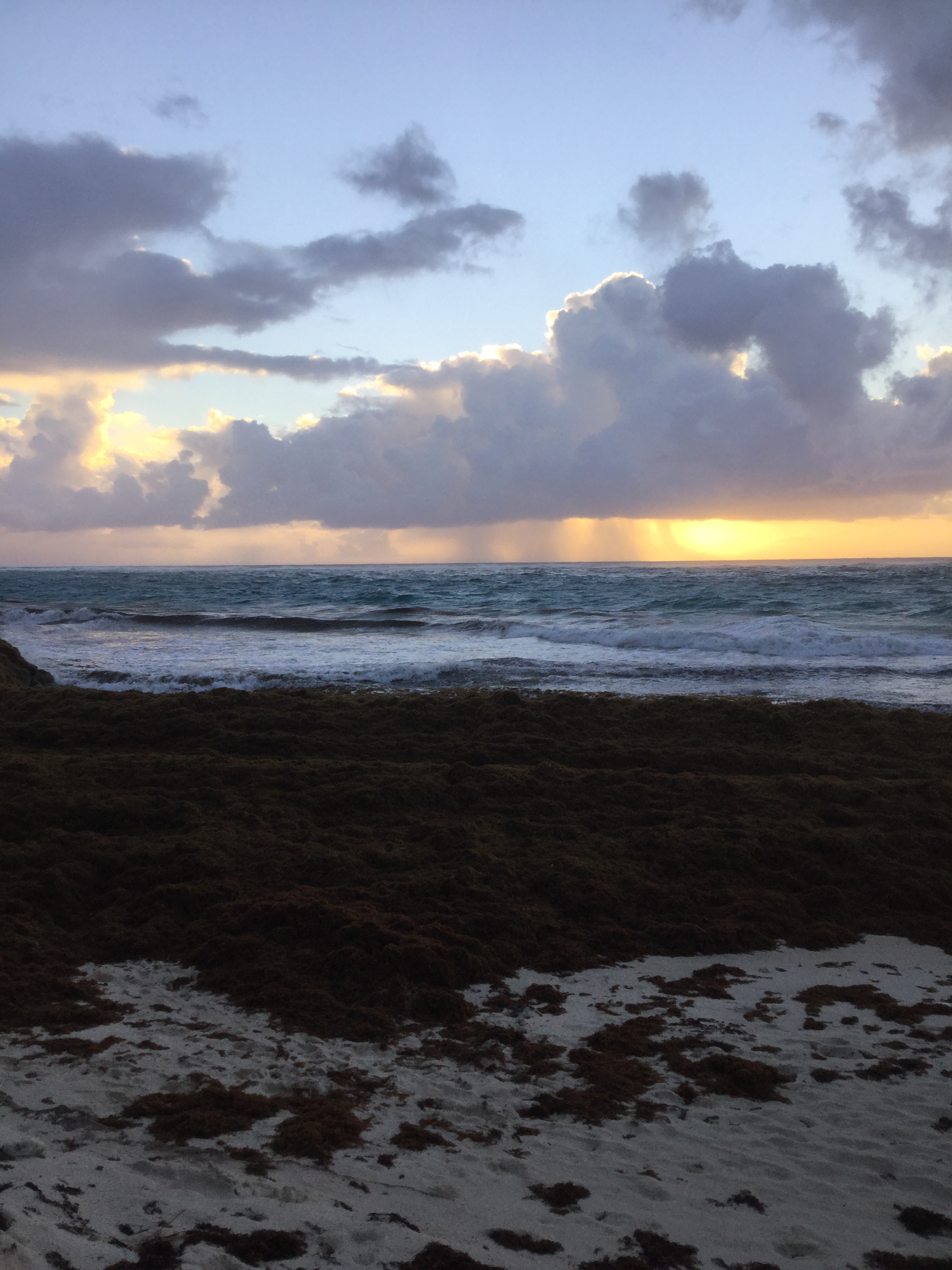 A mound of rotting sargassum seaweed on Crane beach in Barbados