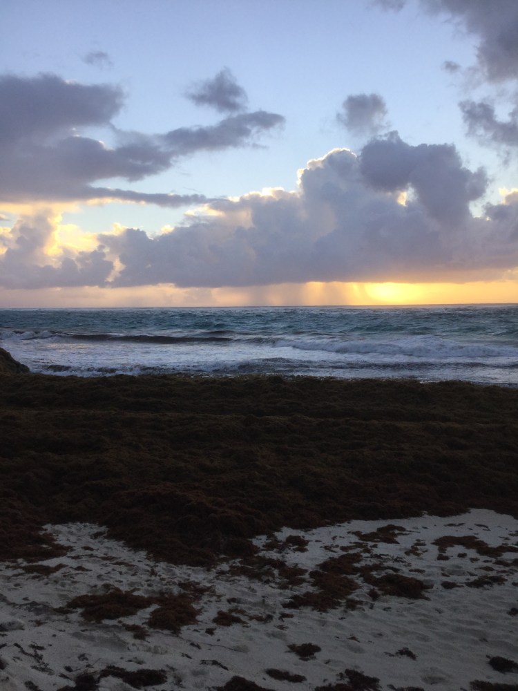 A mound of rotting sargassum seaweed on Crane beach in Barbados
