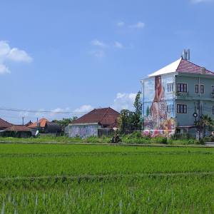 Rice Fields Canggu Bali