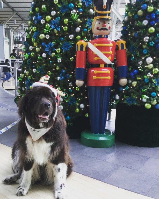 Ambassador dog at YVR