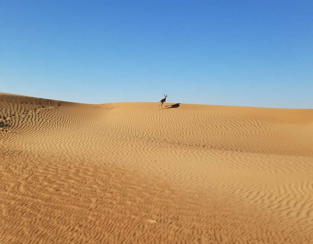 Gazelle in the dunes