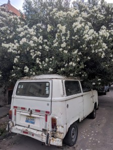 A van parked under a tree in Guadalajara