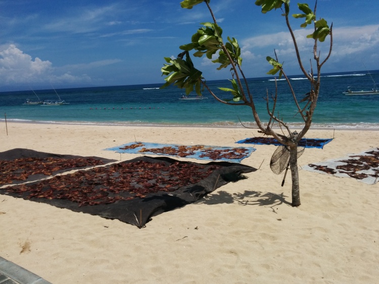 Local people drying seaweed on Nusa Dua Beach