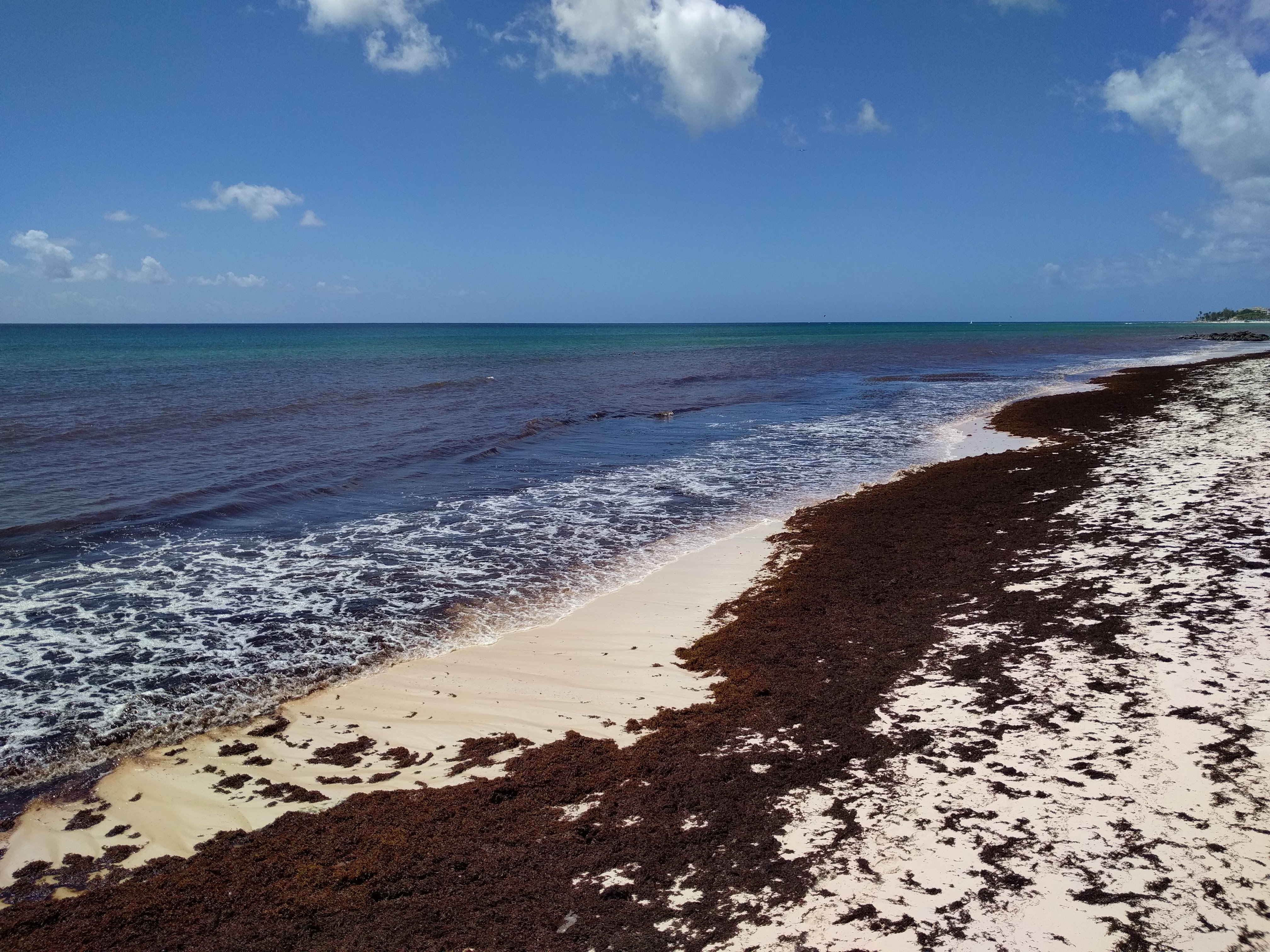 Sargassum seaweed on Welches Beach in February 2019
