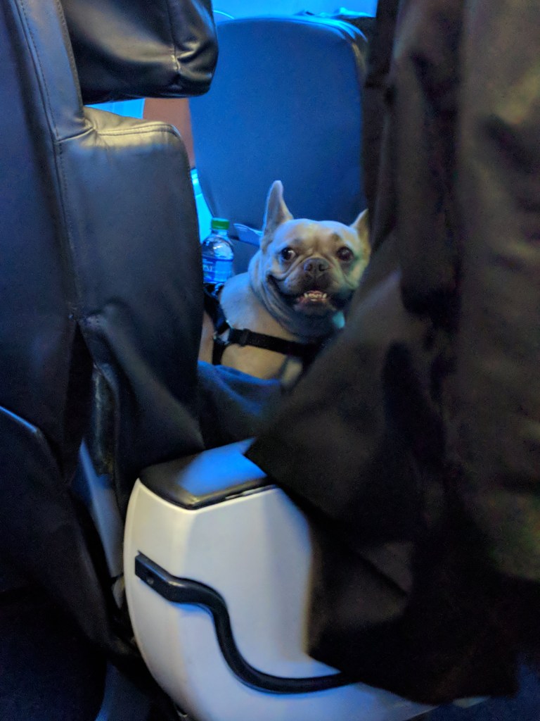 Pug on a plane from SEA - Seattle to AUS - Austin on Alaska Airlines