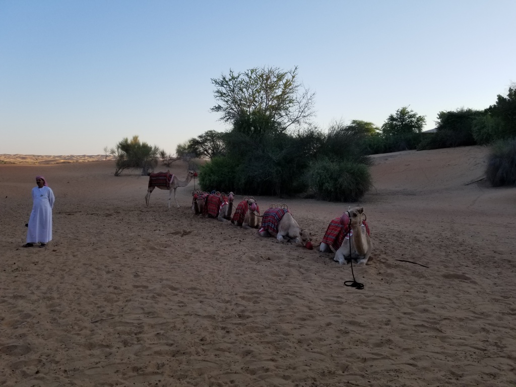 Camels for the trek