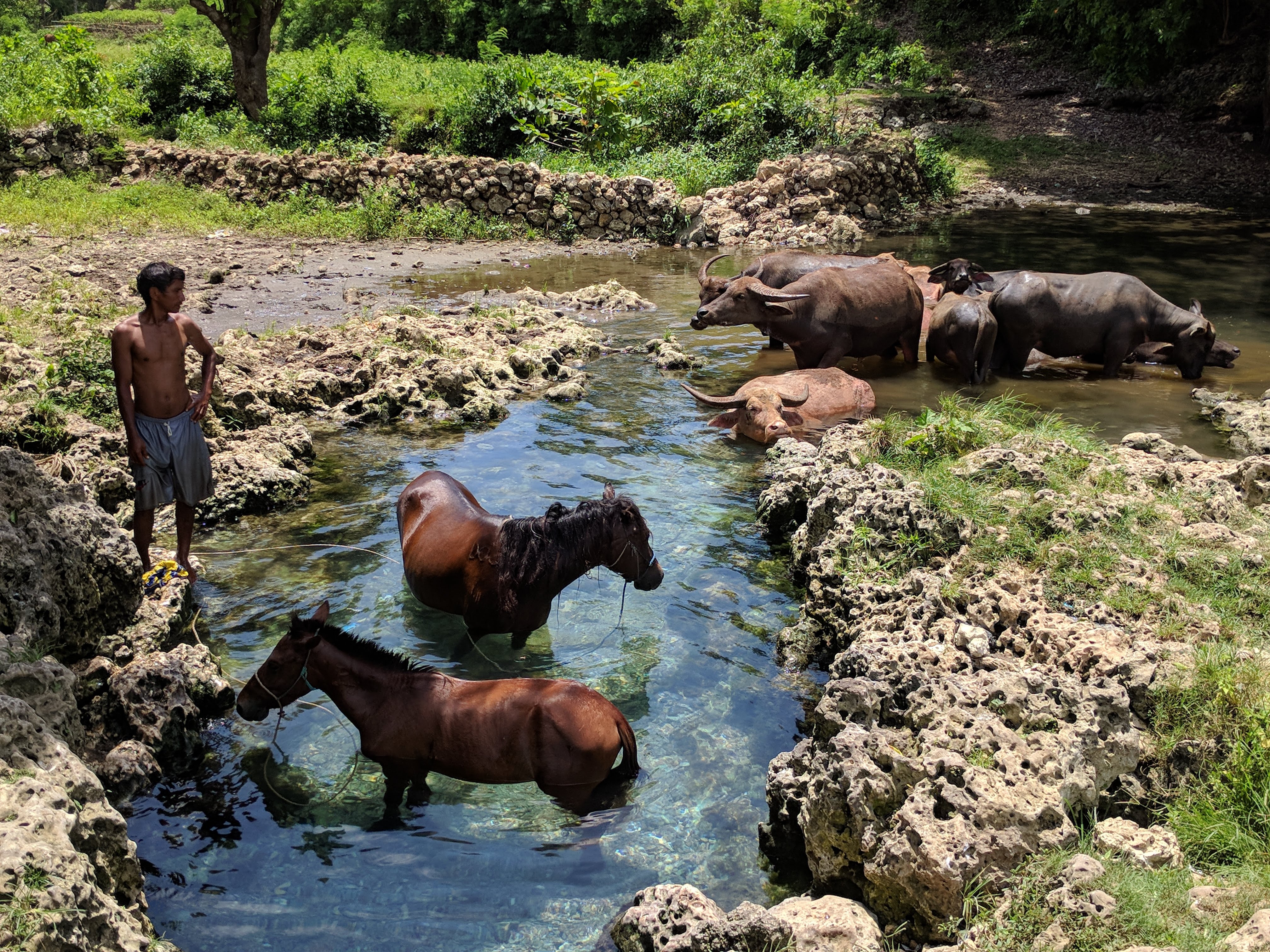 Water buffalo and Sumbanese horses