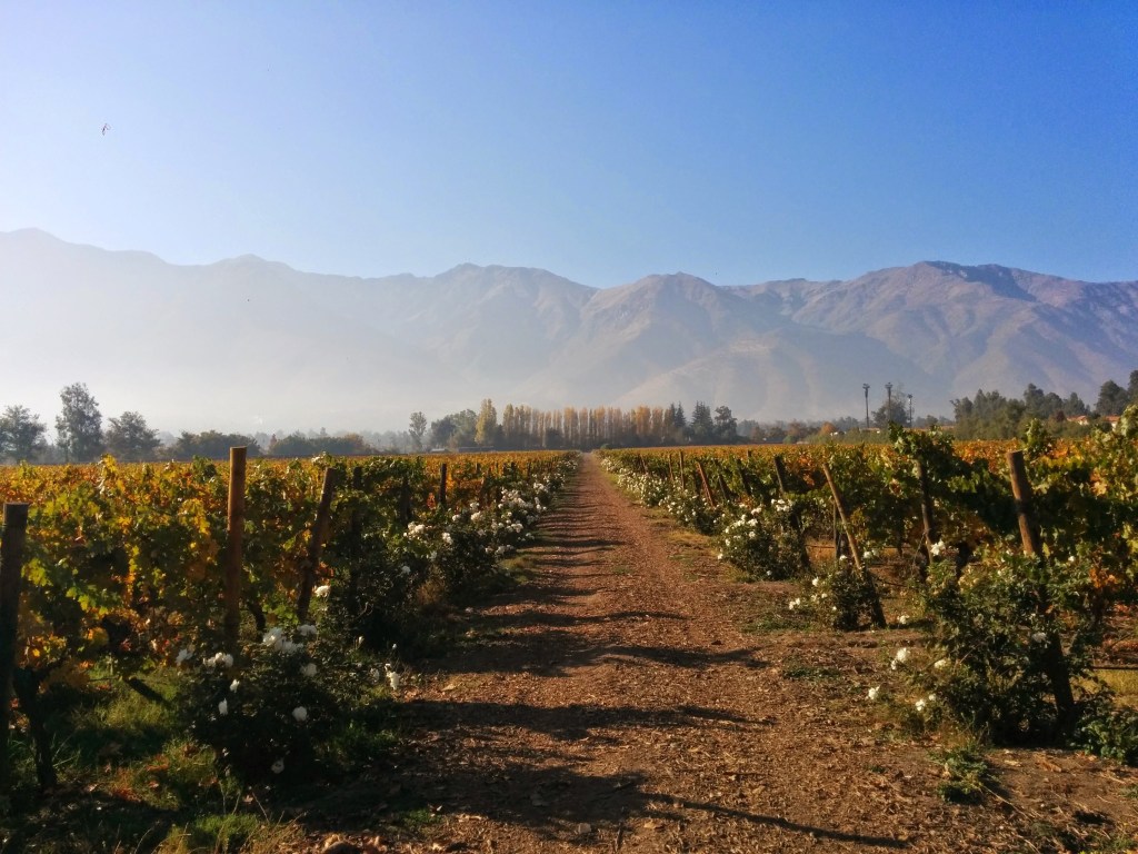 Viña Aquitania Santiago Chile Vineyard
