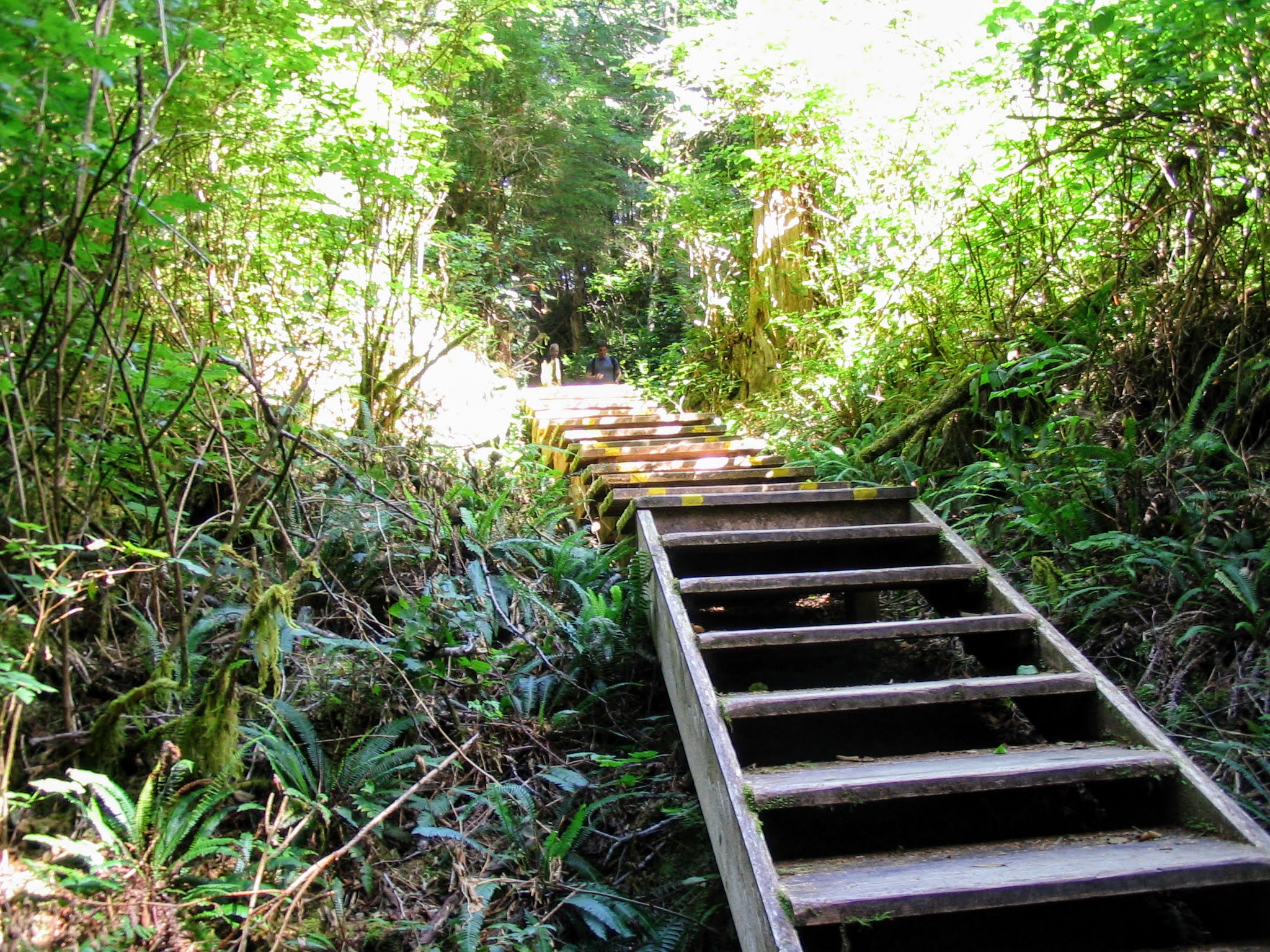 The Hot Springs in Tofino; it takes 1.5 hours by boat to get here and then you walk through a rainorest trail.