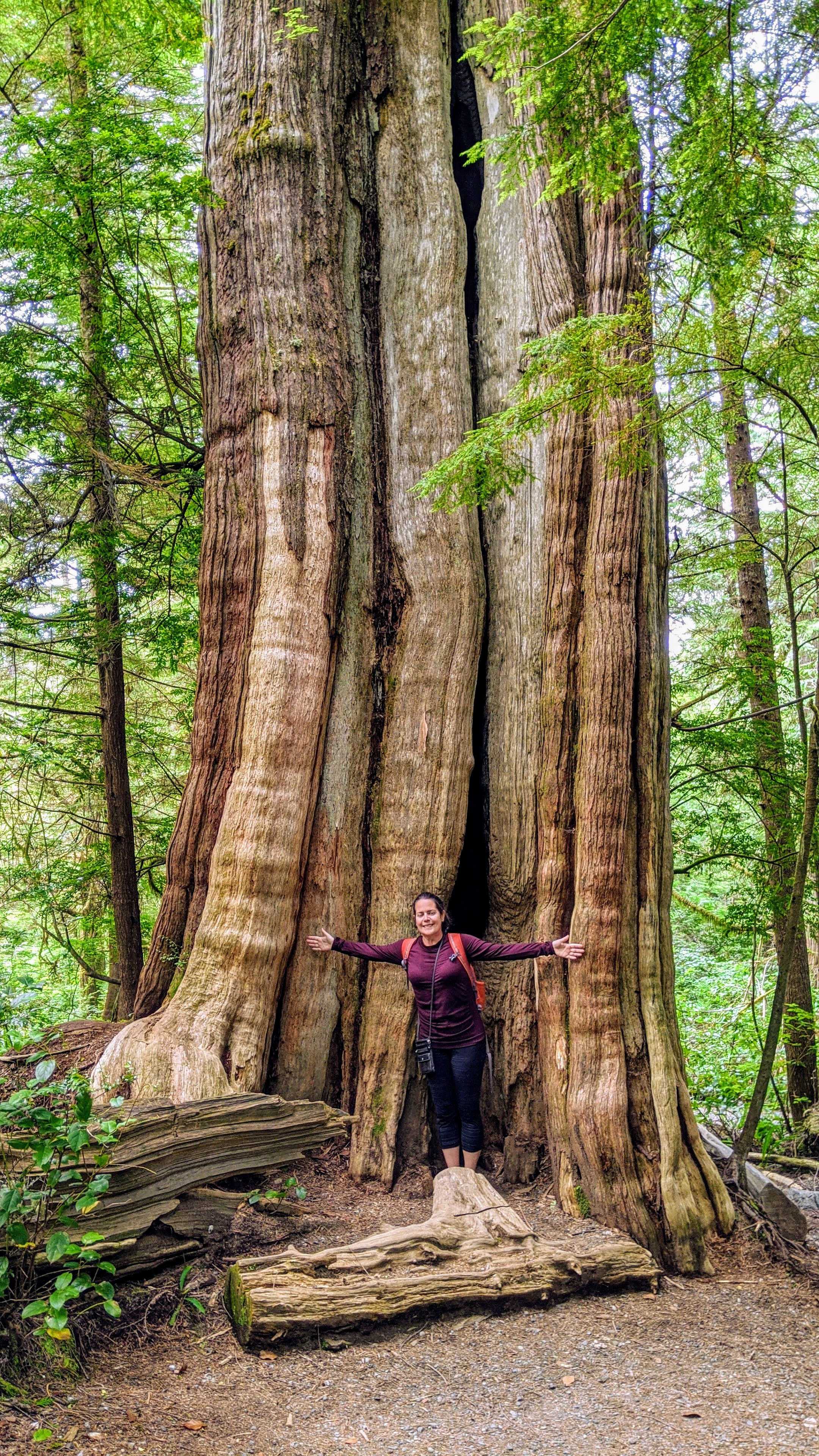 Max with one of the Ancient Cedars on the Wild Pacific Trail