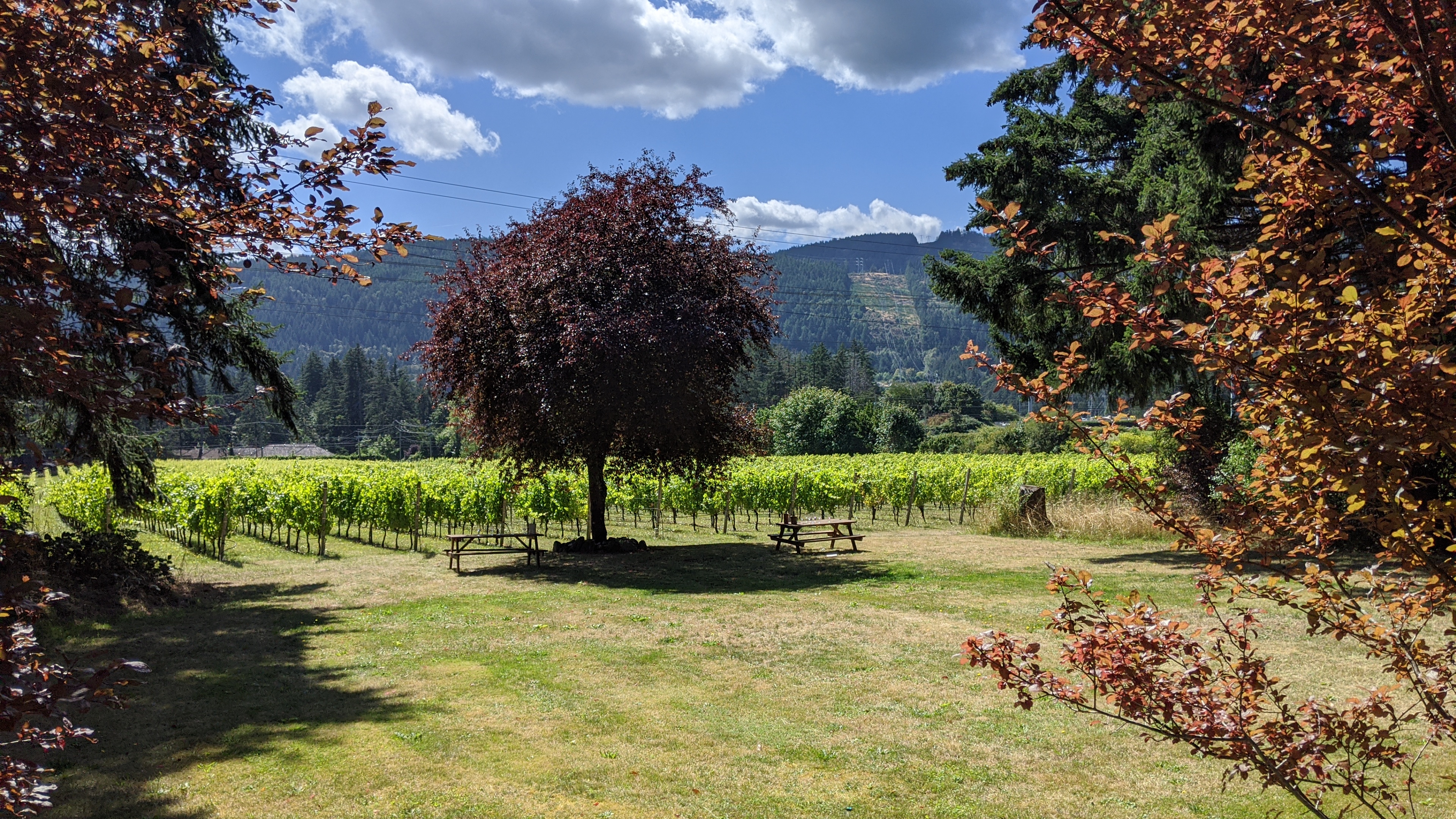 Kutatas Vineyard: wine tasting area