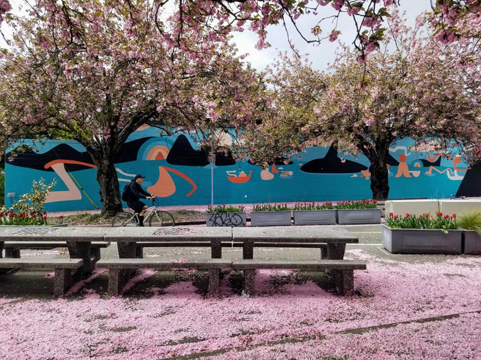 Cherry blossom season in April