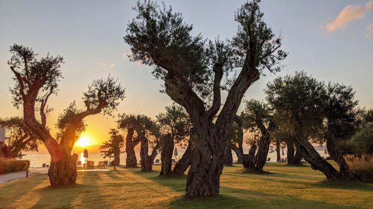 Domes Miramare Corfu Resort: Olive trees at sunrise