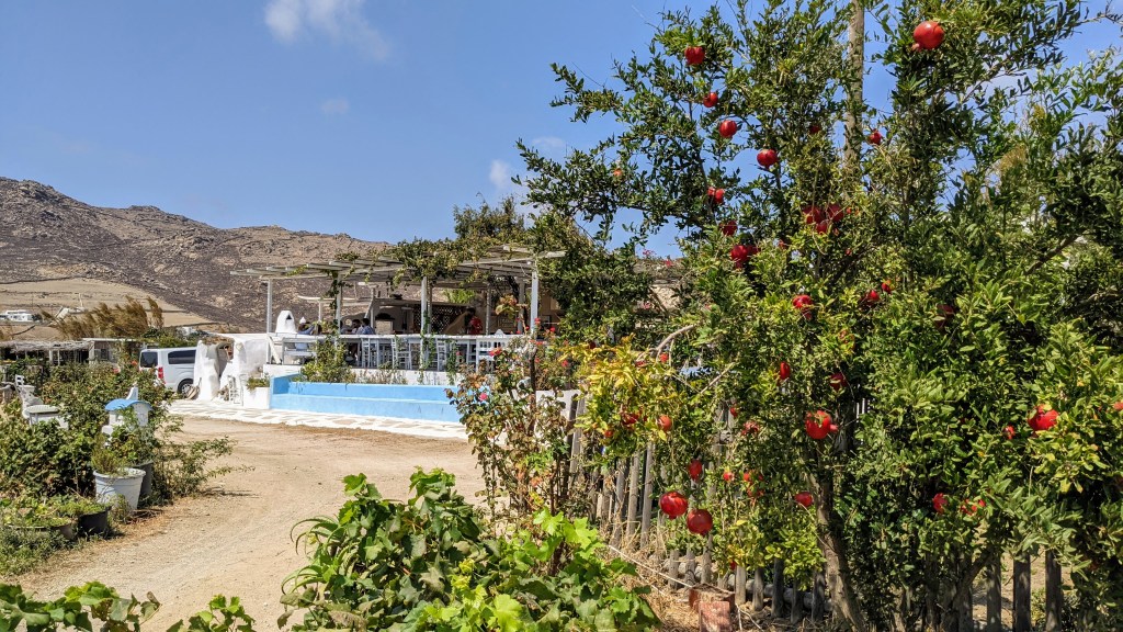 Vioma Organic Farm and Vineyard: The garden and a pomegranate tree