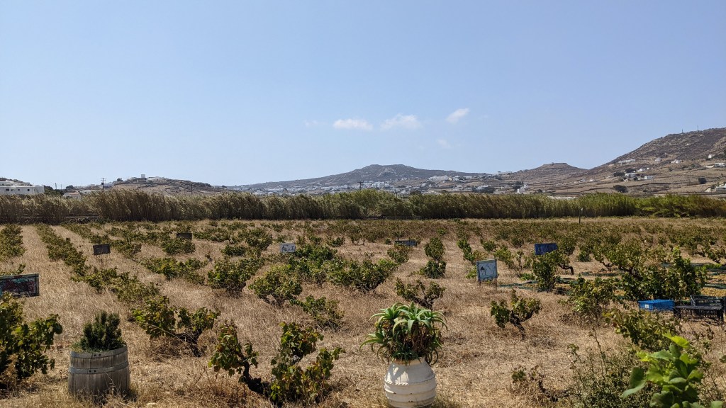 Vioma Organic Farm and Vineyard: The vines growing to classical music