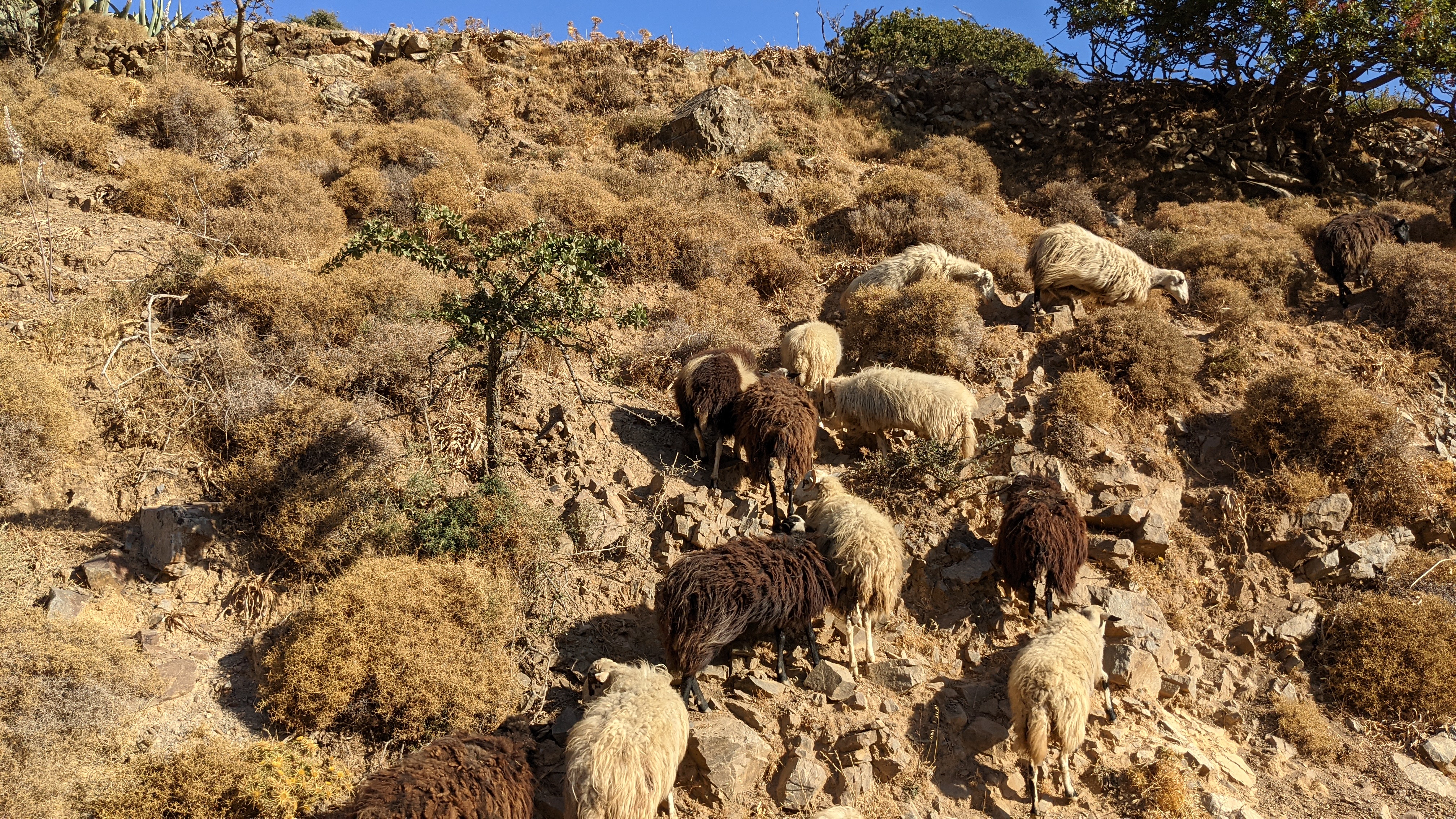 Mountain sheep in Crete that cross the road