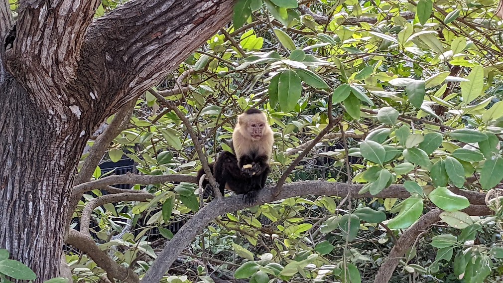 A monkey seen at the Andaz Papagayo